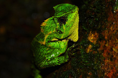Gonocephalus kuhlii