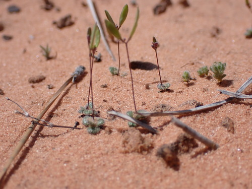 Tomostima cuneifolia