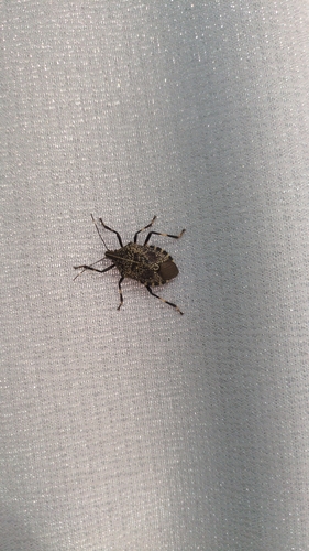Yellow-spotted Stink Bug
