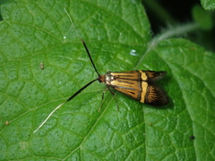 Nemophora degeerella
