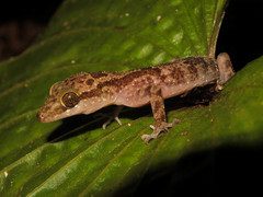 Cyrtodactylus jellesmae