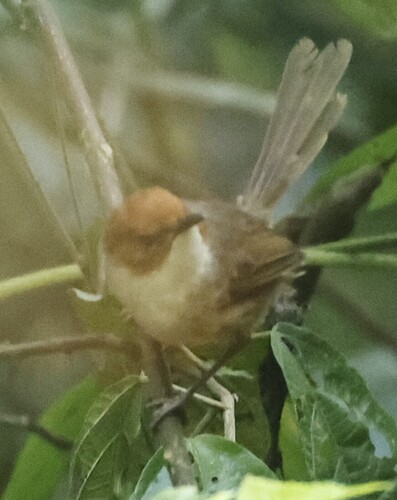 Clytomyias insignis, 2026-09-18