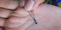 Pseudagrion nigrofasciatum
