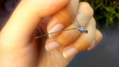 Pseudagrion pruinosum