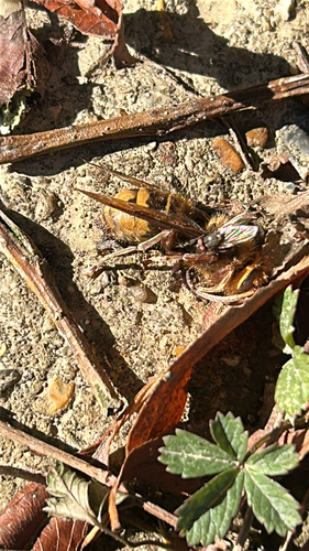 European Hornet