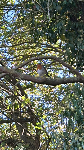 European Robin