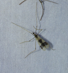 Erioptera venusta