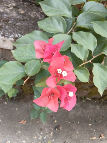 Bougainvillea glabra observed 2026-10-09