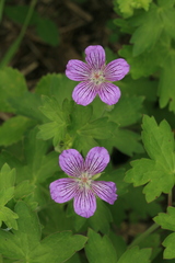 Geranium wlassovianum