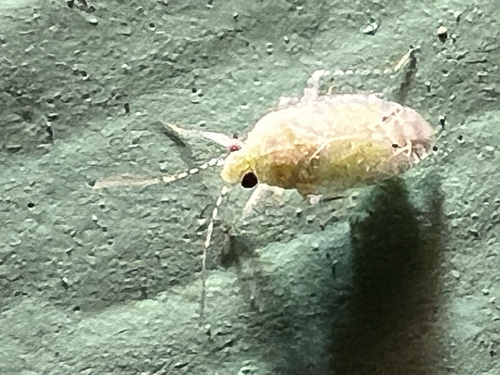 Psallus observed 2026-10-09