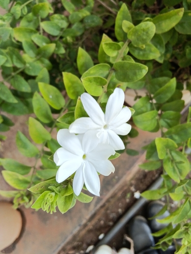 Jasminum sambac observed 2026-10-09