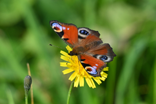 European Peacock Butterfly