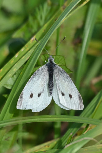 Small White