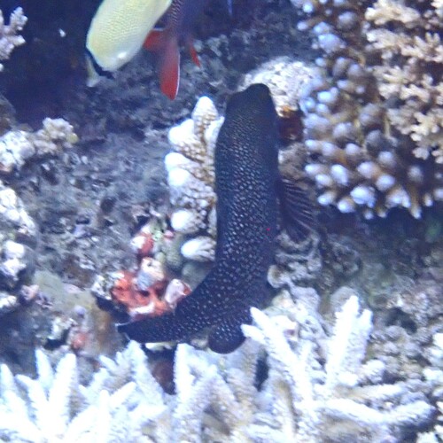 Epinephelus ongus observed 2026-09-30
