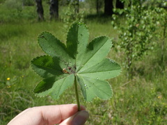 Alchemilla sarmatica