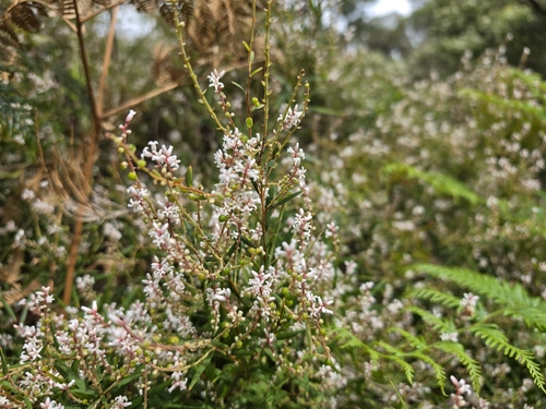 Leucopogon australis, 2026-10-09