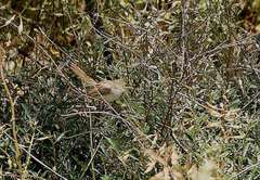 Prinia gracilis