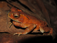 Ingerophrynus celebensis