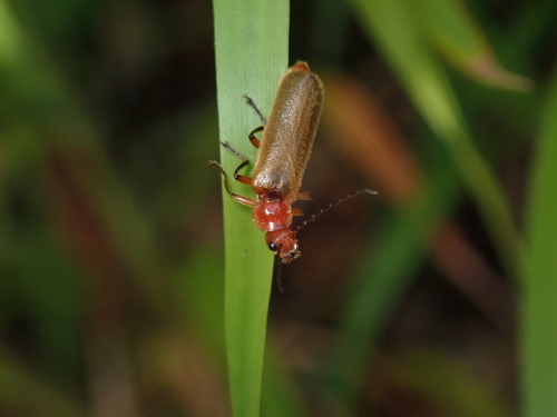 Cantharis inculta · iNaturalist
