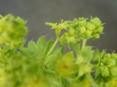 Alchemilla sarmatica