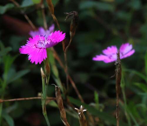 Maiden Pink