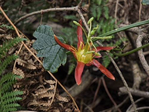 Passiflora cinnabarina observed 2026-10-09