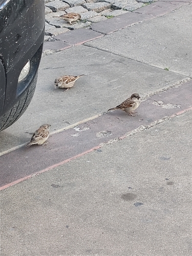 House Sparrow