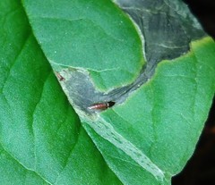Parallelomma vittatum