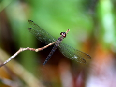 Orchithemis xanthosoma
