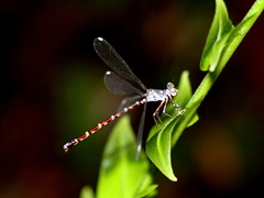 Podolestes atomarius