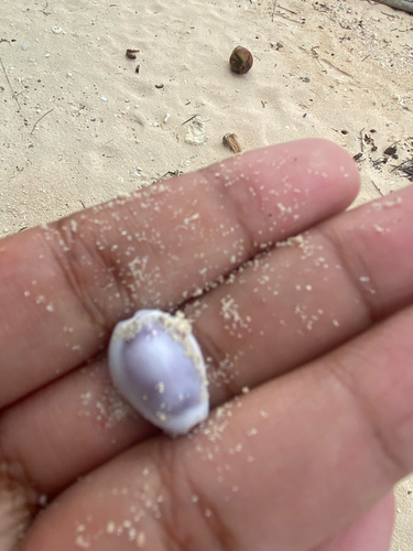 Cypraea moneta observed 2026-10-09