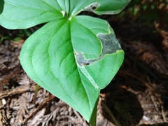 Parallelomma vittatum