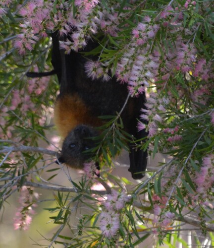 Grey-headed Flying-fox