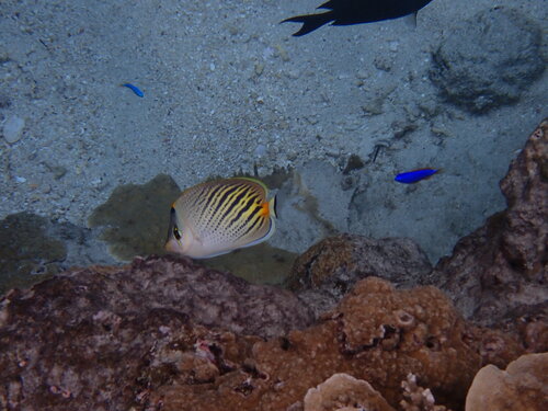 Chaetodon pelewensis observed 2026-10-02