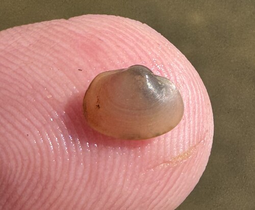 Sphaerium transversum, 2026-10-06