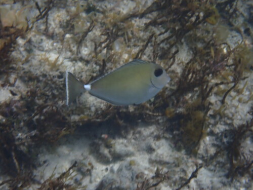 Naso annulatus observed 2026-10-02