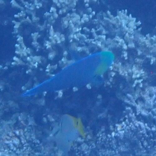 Scarus spinus observed 2026-10-02