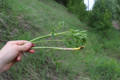 Thalictrum flavum