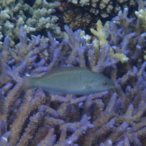 Stethojulis trilineata observed 2026-10-02