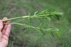 Thalictrum flavum