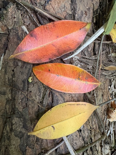 Syzygium angophoroides