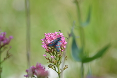 Zygaena lavandulae