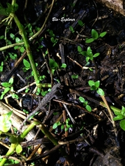 Hemidactylus frenatus