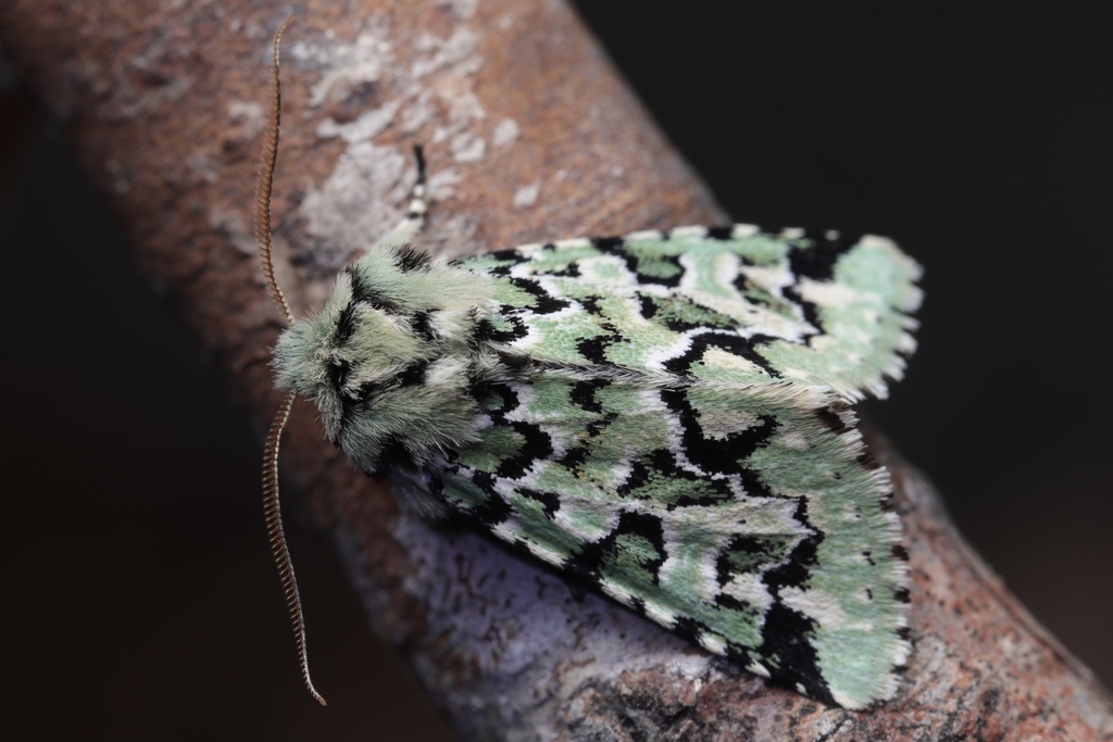 Feralia sauberi