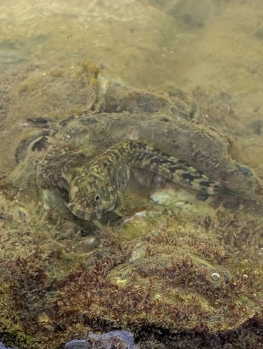 Istiblennius meleagris observed 2026-10-09