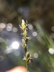Carex muskingumensis