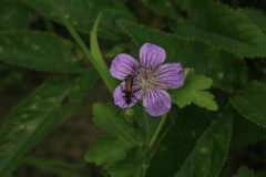 Geranium wlassovianum