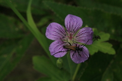 Geranium wlassovianum