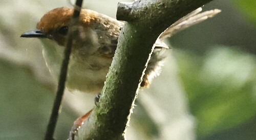 Clytomyias insignis, 2026-09-18