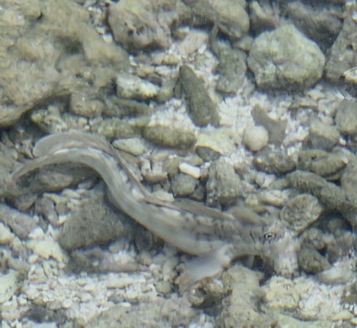 Istiblennius lineatus observed 2026-10-09